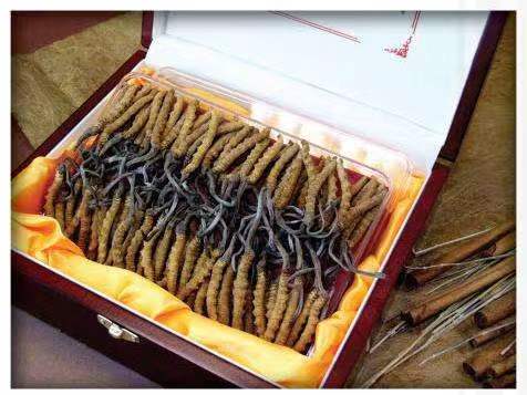 毕节冬虫夏草回收